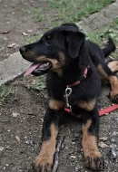 Beauceron černopálená fenka s pp