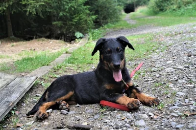 Beauceron černopálená fenka s pp