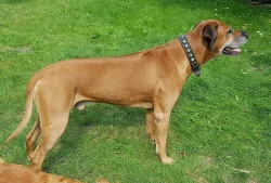 Nabízím ke krytí skvělého rhodéského ridgebacka