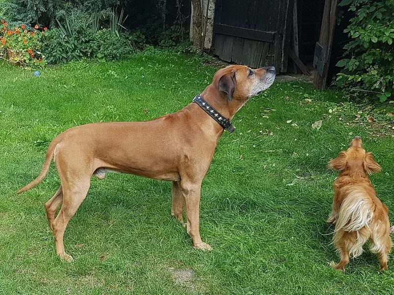 Nabízím ke krytí skvělého rhodéského ridgebacka
