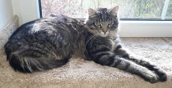 Mainské mývalí kočky