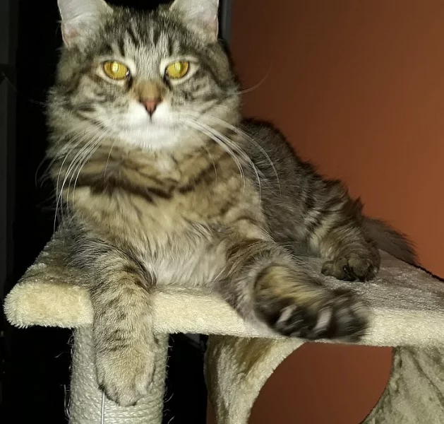 Mainské mývalí kočky