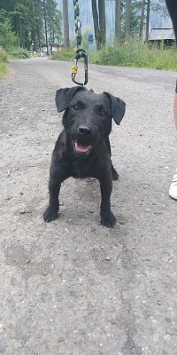 Patterdale teriér štěňátka