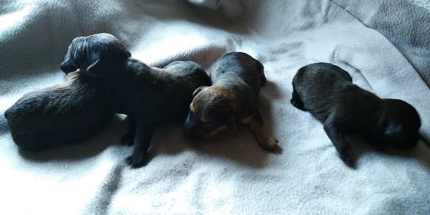 Patterdale teriér štěňátka