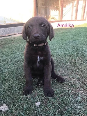 chesapeake bay retriever