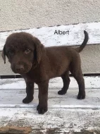 chesapeake bay retriever