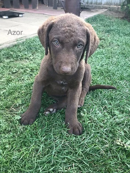 chesapeake bay retriever