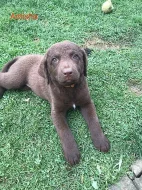 chesapeake bay retriever