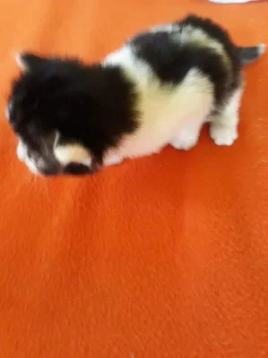 Darujeme Koťátka