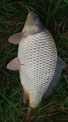 Násada kapra