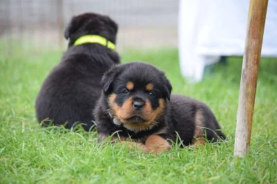 Štěňata rotvajlera (rottweilera) s PP