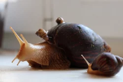 Darujem šneky africké (oblovky)