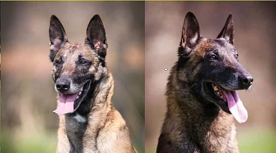 Belgický ovčák malinois - štěňata s PP