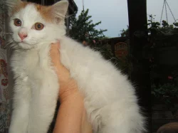 Daruji  kotě s delší srstí  celé bílé /ouška a ocásek zrzavé