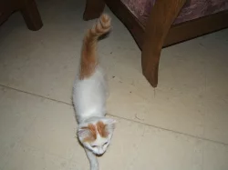 Daruji  kotě s delší srstí  celé bílé /ouška a ocásek zrzavé