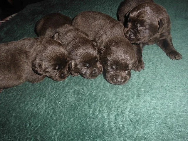 Labrador Retriever