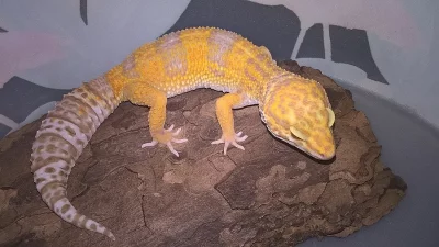 Gekončík noční - HELLE-ZOO