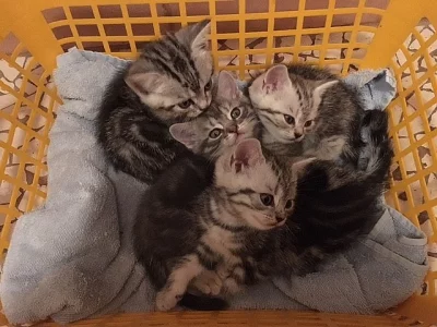 whiskas koťata