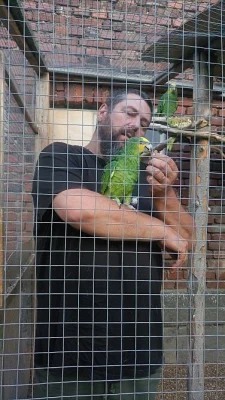 Amazoňan oranžovokřídlý
