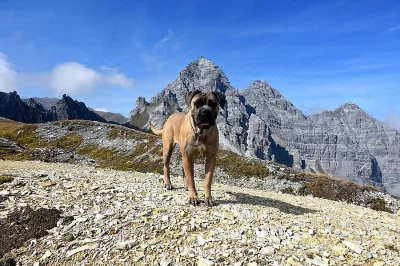 Modrá a formentino štěňátka Cane Corso s PP