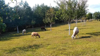 Prodám jehně + ovci
