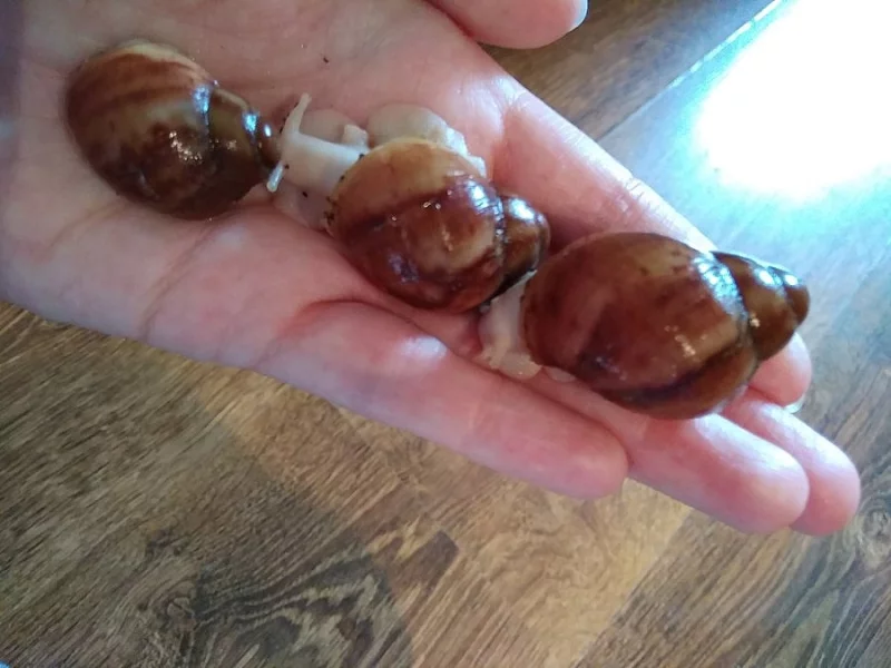 Archachatina Purpureia Guinea Albino body