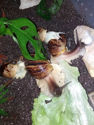 Lissachatina Reticulata Wild a Albino body