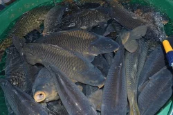 Tržní kapr 1,8-2,3kg