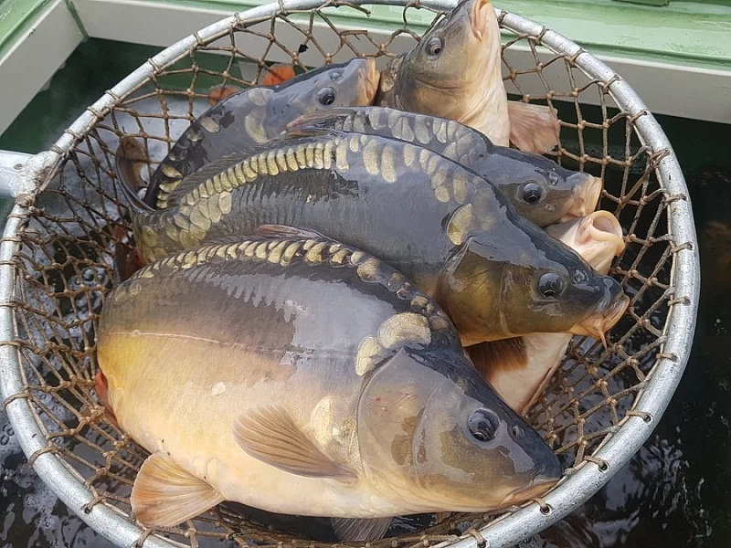 Tržní kapr 1,8-2,3kg