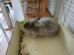 Zakrslý králík TEDDY