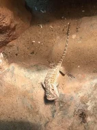 Agama vousatá (Pogona Vitticeps)