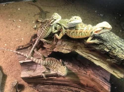 Agama vousatá (Pogona Vitticeps)