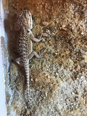 Agama vousatá (Pogona Vitticeps)