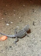 Agama vousatá (Pogona Vitticeps)