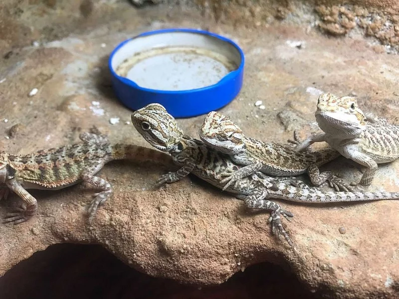 Agama vousatá (Pogona Vitticeps)