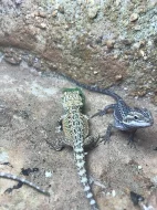 Agama vousatá (Pogona Vitticeps)