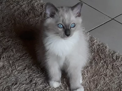 Ragdoll s pp