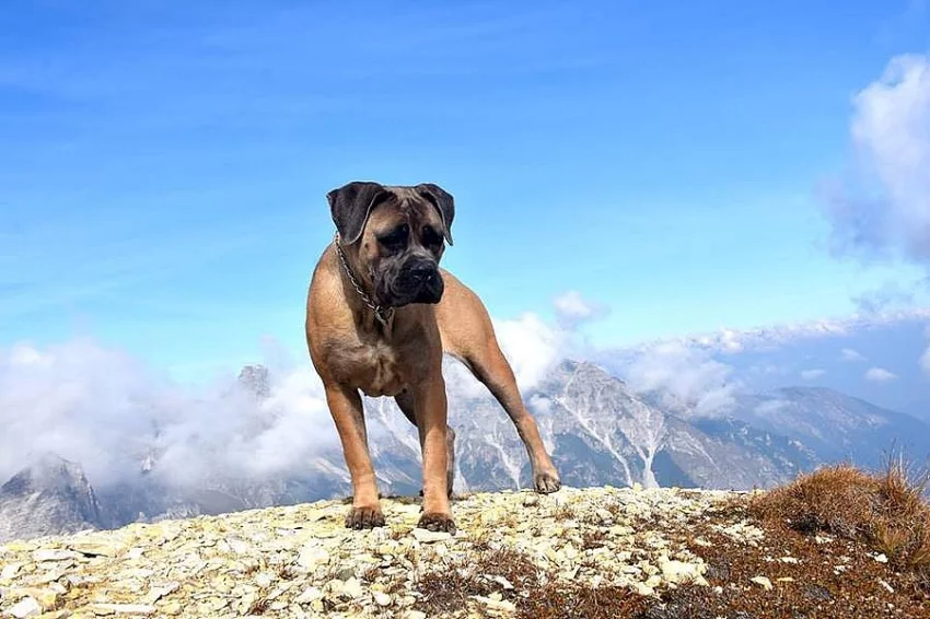 Modrá a formentino štěňátka Cane Corso s