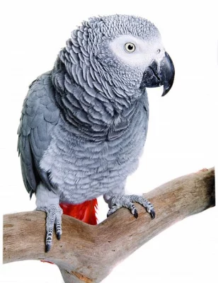 Žako kongo