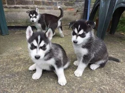 Krytí siberian husky štěňátka Pes