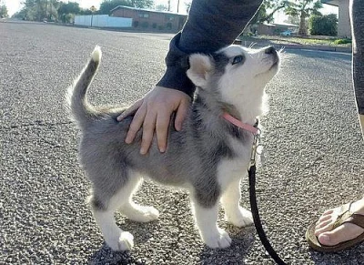 Krytí siberian husky štěňátka Pes