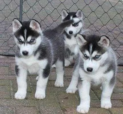 Krytí siberian husky štěňátka Pes