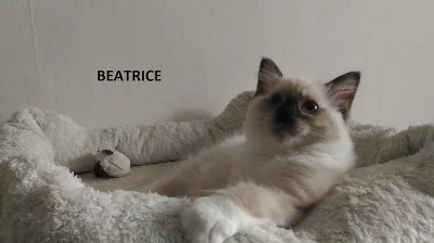 Koťátka ragdoll s PP k odběru...