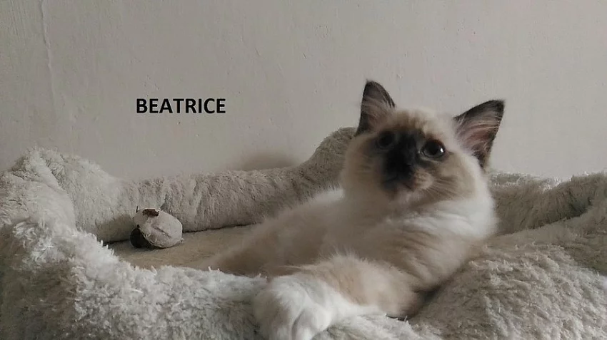 Koťátka ragdoll s PP k odběru...