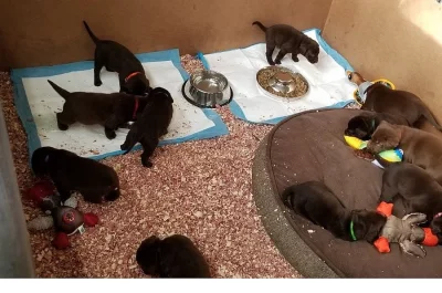 labradorský retrívr štěňata psi a samice