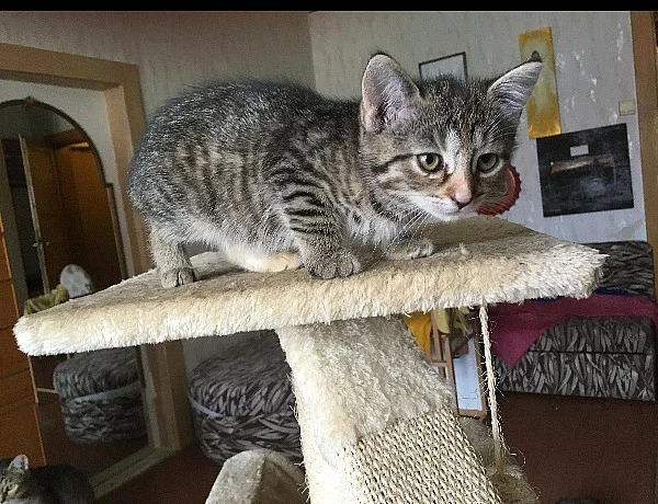 Koťata z rodové linie Turecká angora