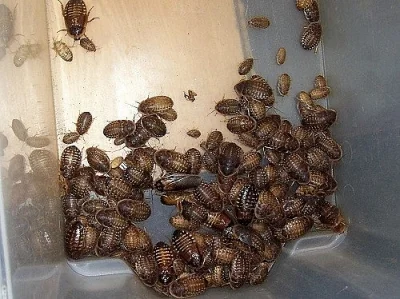 Živá Exotika stůl 29, 30