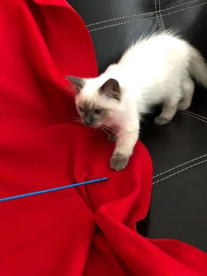 Kocourek RAGDOLL