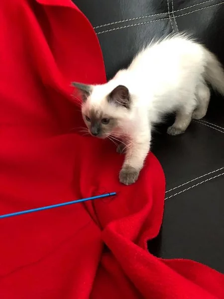 Kocourek RAGDOLL