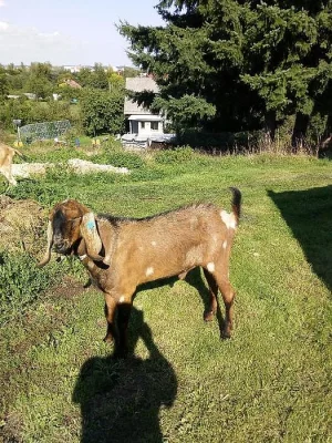 kozlík